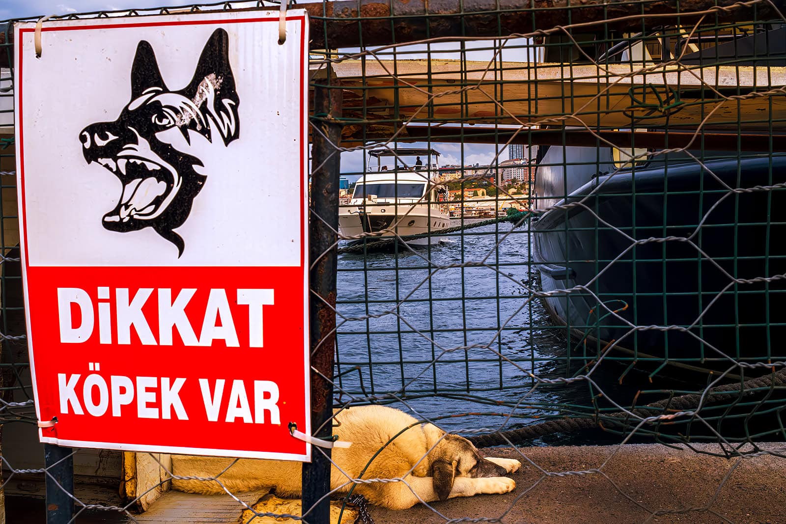 Dog lying by the Bosphorous