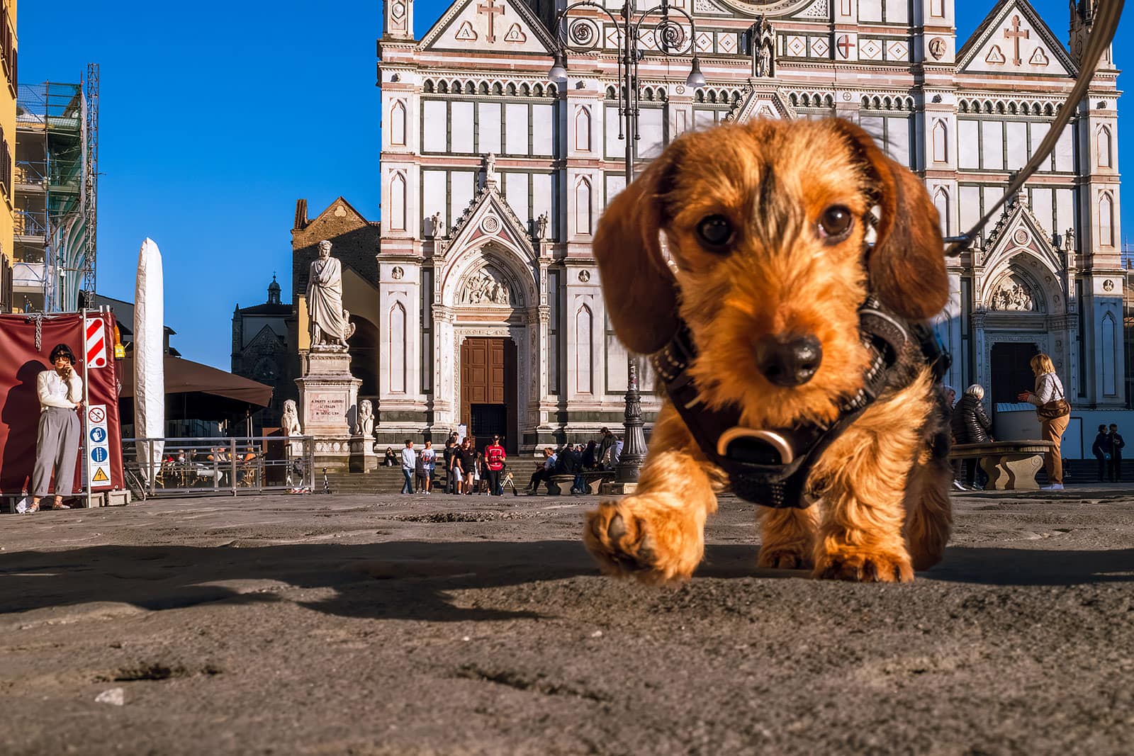 Sausage dog on the streets of Florence